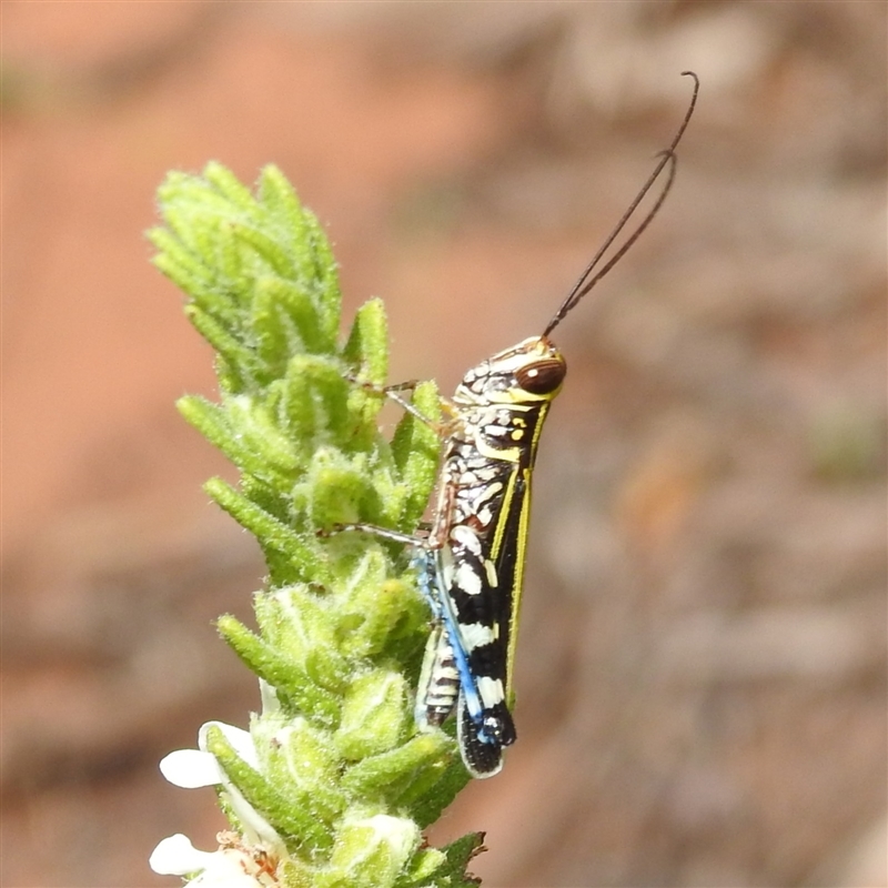 Zebratula flavonigra