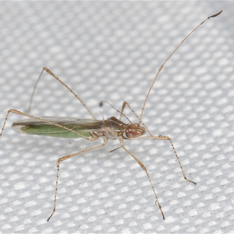 Berytidae sp. (family)