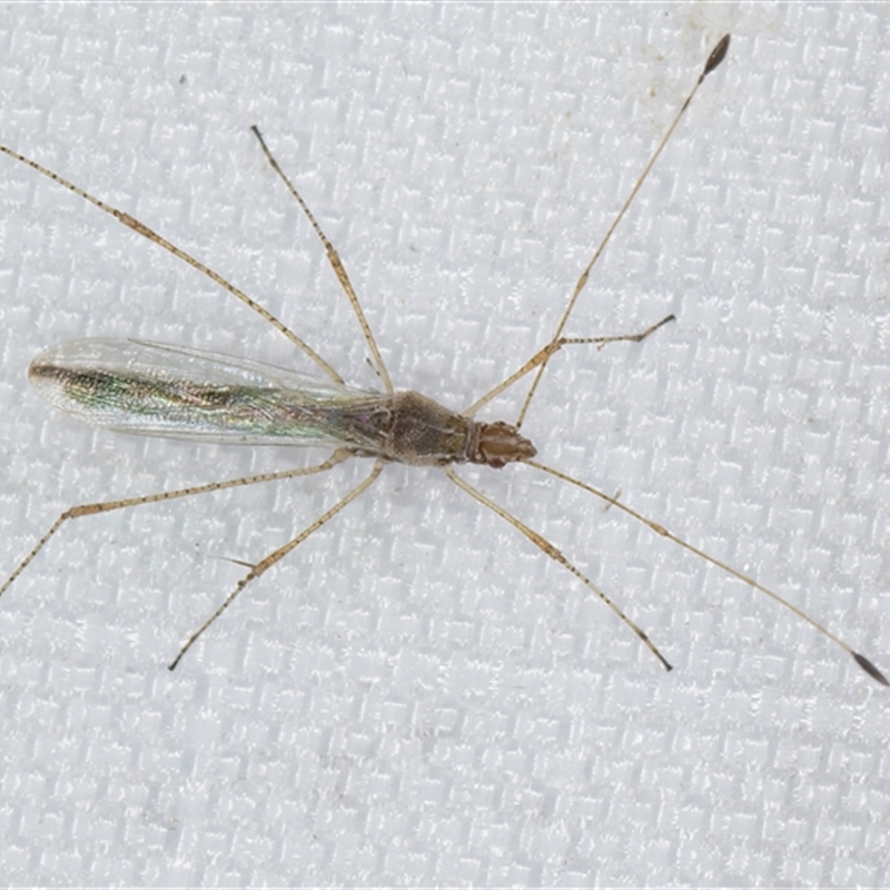 Berytidae sp. (family)