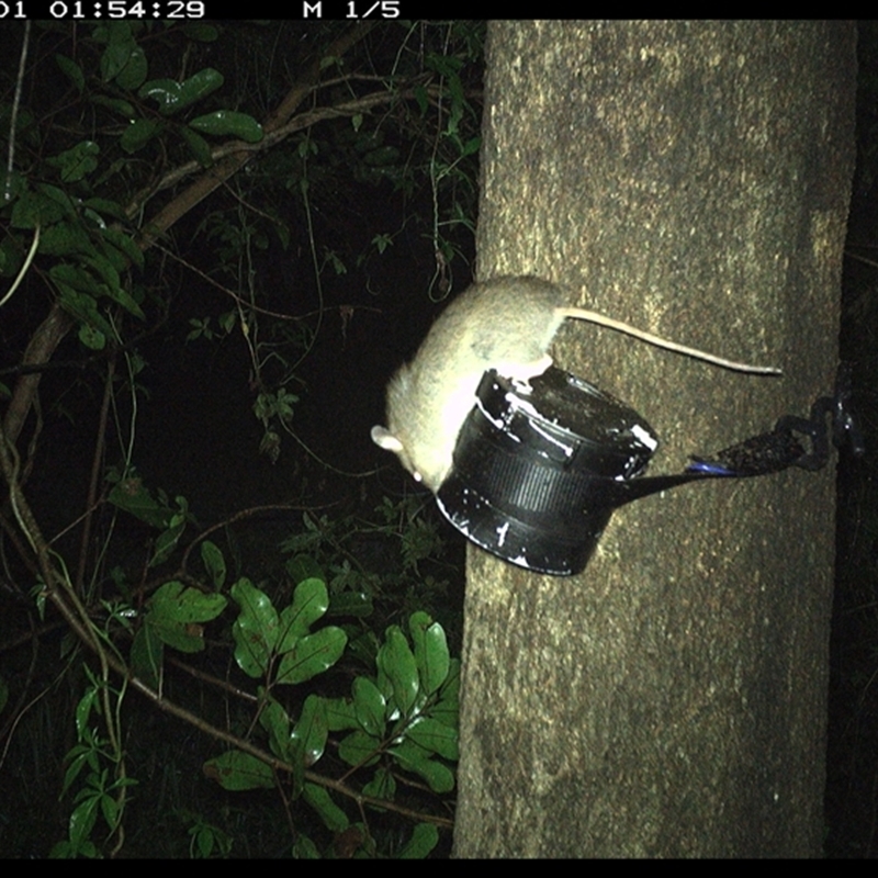 Rattus sp.
