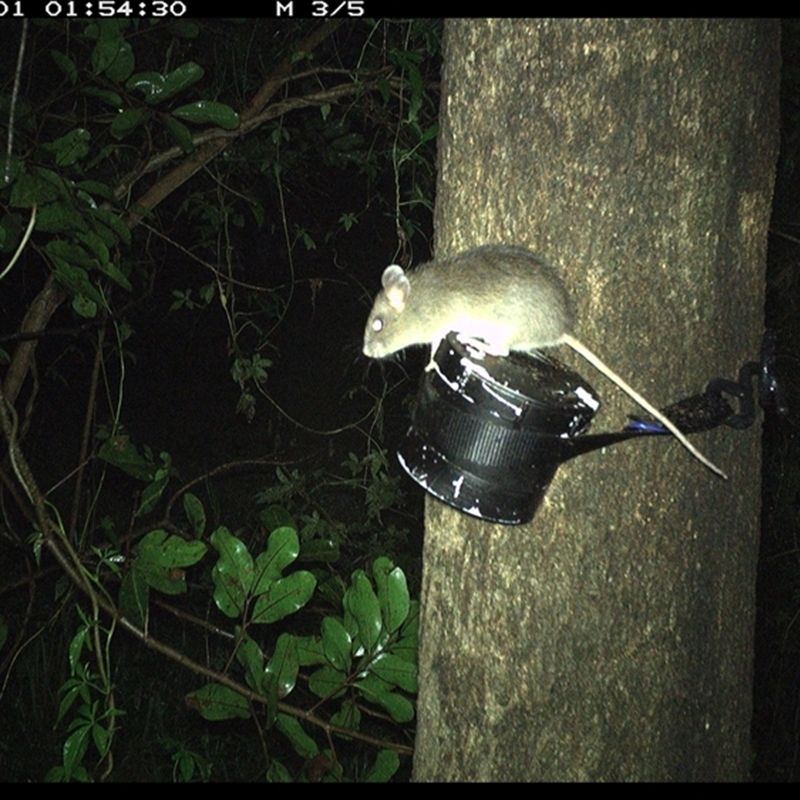 Rattus sp.