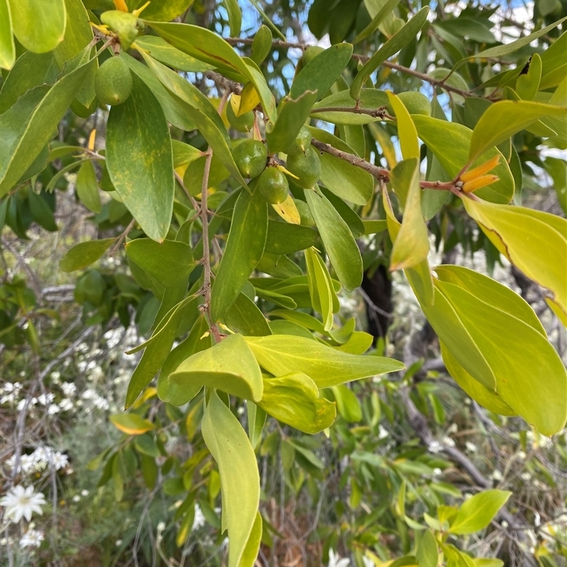 Persoonia stradbrokensis