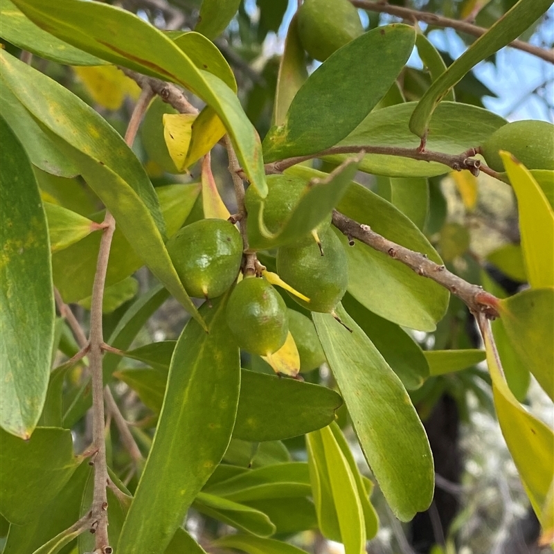 Persoonia stradbrokensis