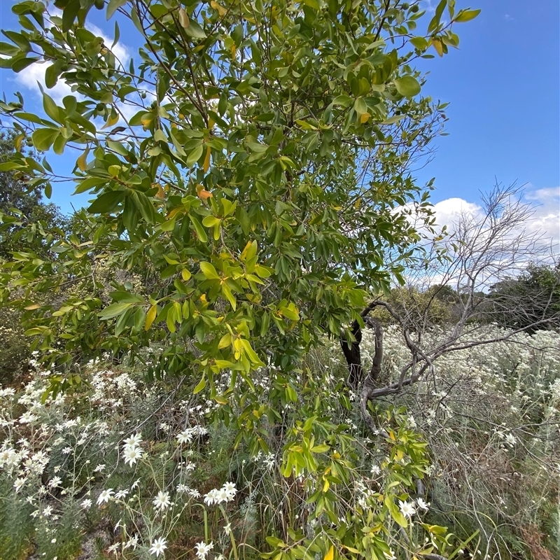 Persoonia stradbrokensis