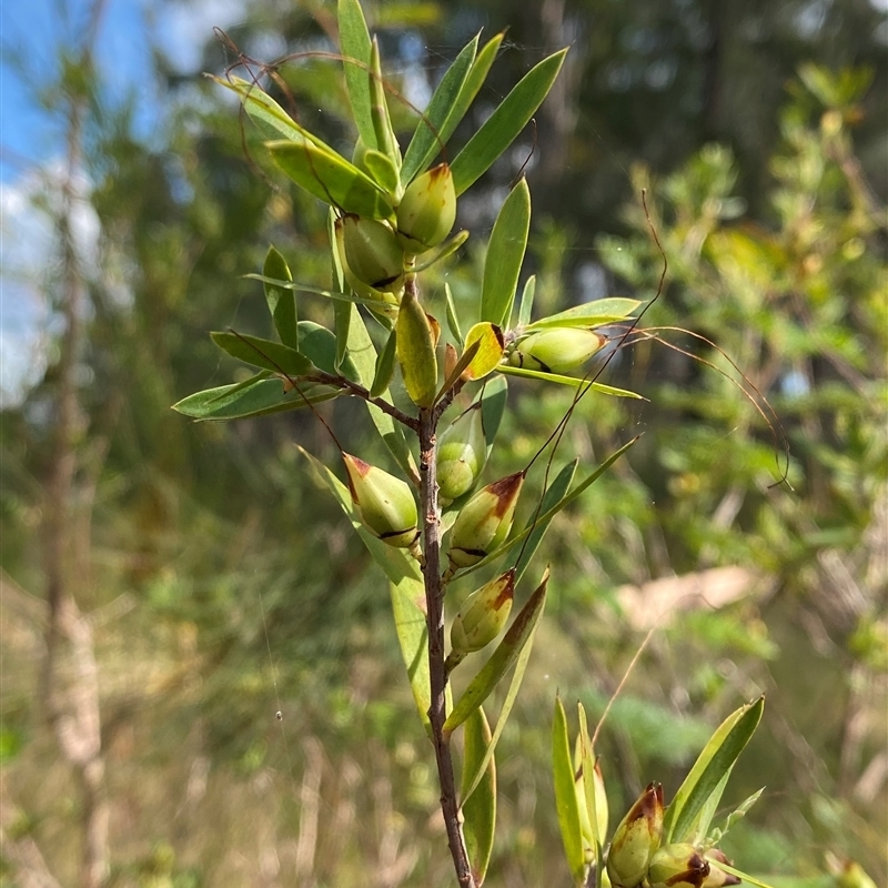 Styphelia viridis subsp. breviflora