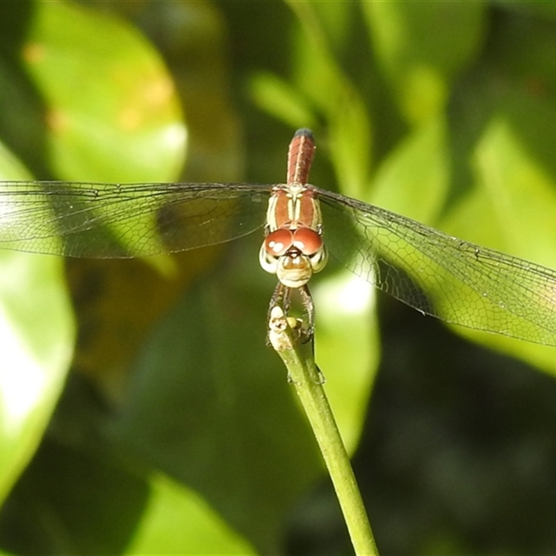 Lathrecista asiatica subsp. festa