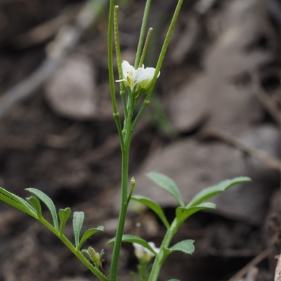 Cardamine hirsuta