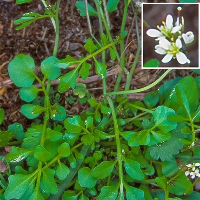 Cardamine hirsuta