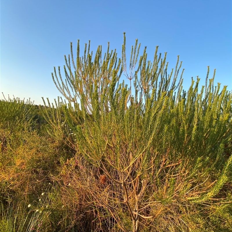 Banksia ericifolia subsp. macrantha