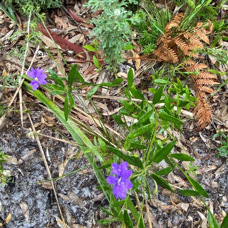 Dampiera sylvestris