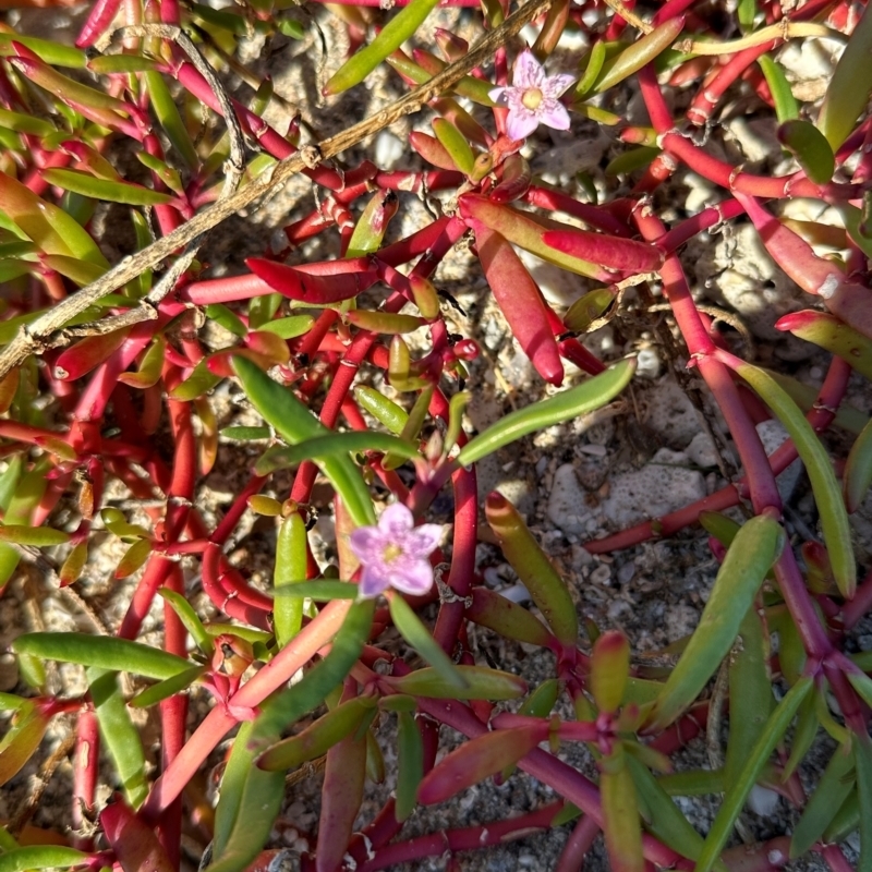 Sesuvium portulacastrum