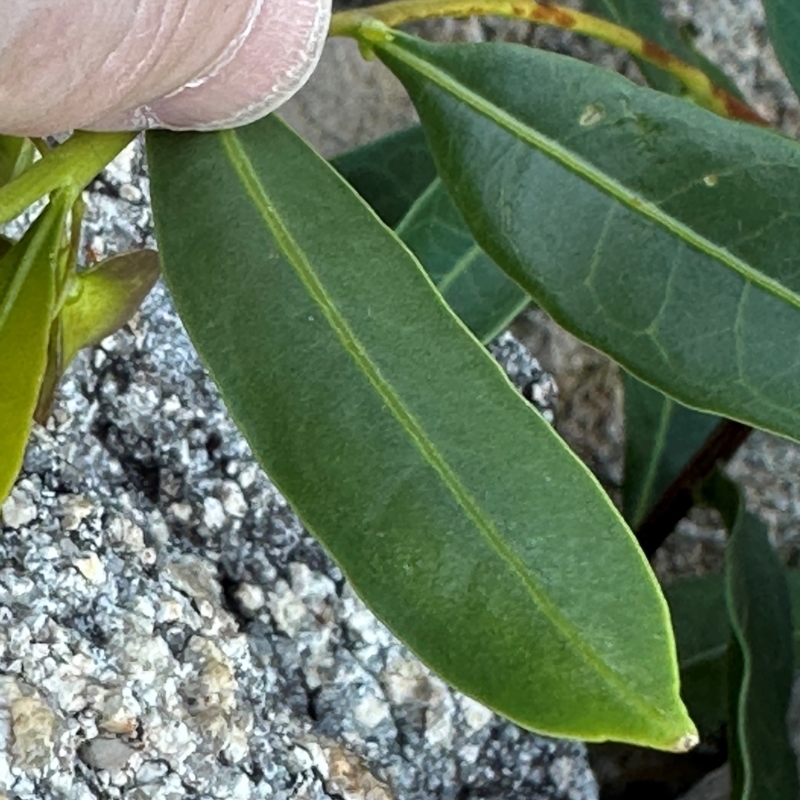 Dodonaea lanceolata