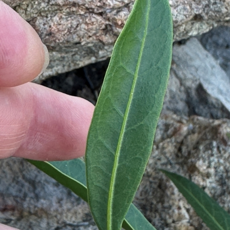 Dodonaea lanceolata