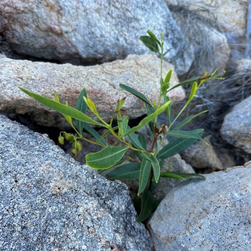 Dodonaea lanceolata