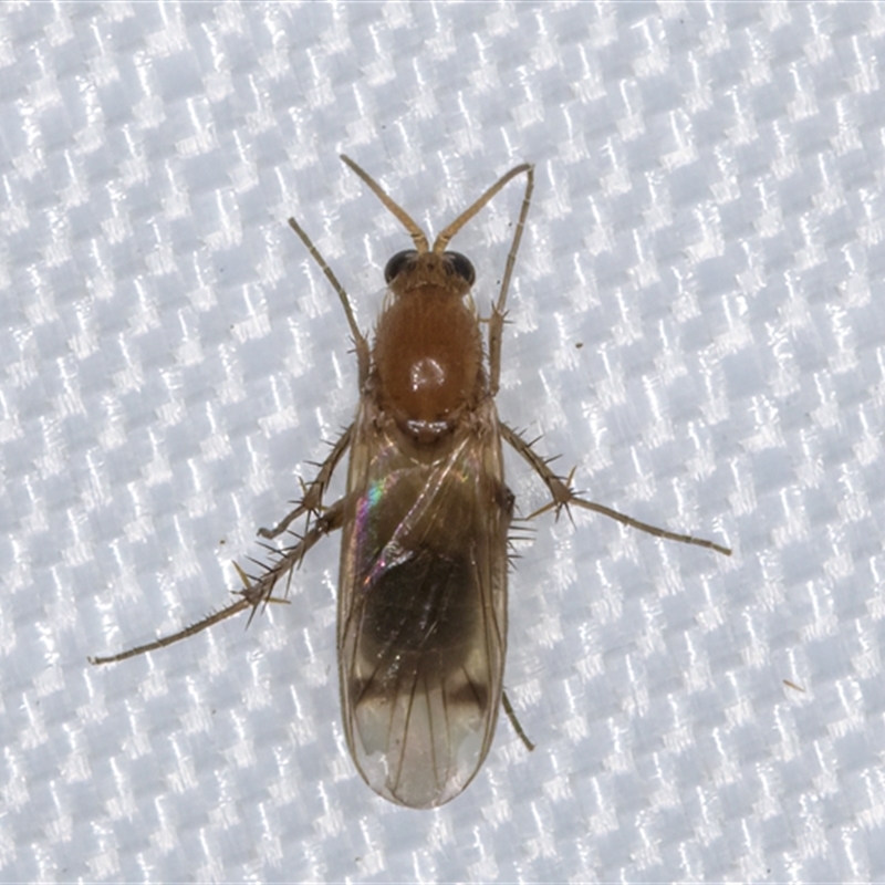 Acrodicrania (genus)