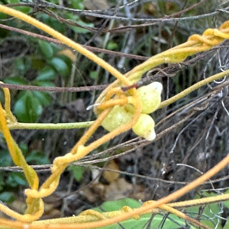 Cassytha filiformis