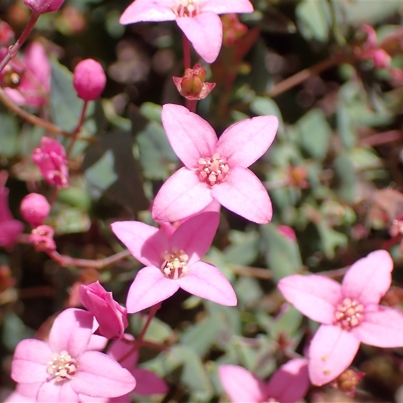 Boronia ovata