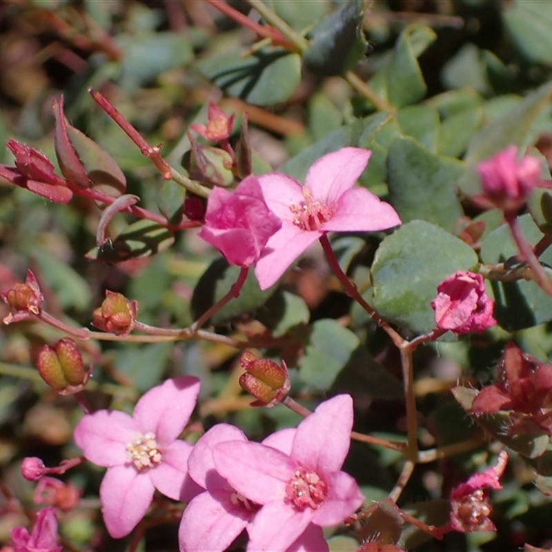 Boronia ovata