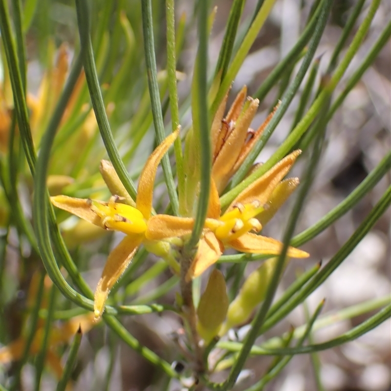 Acidonia microcarpa