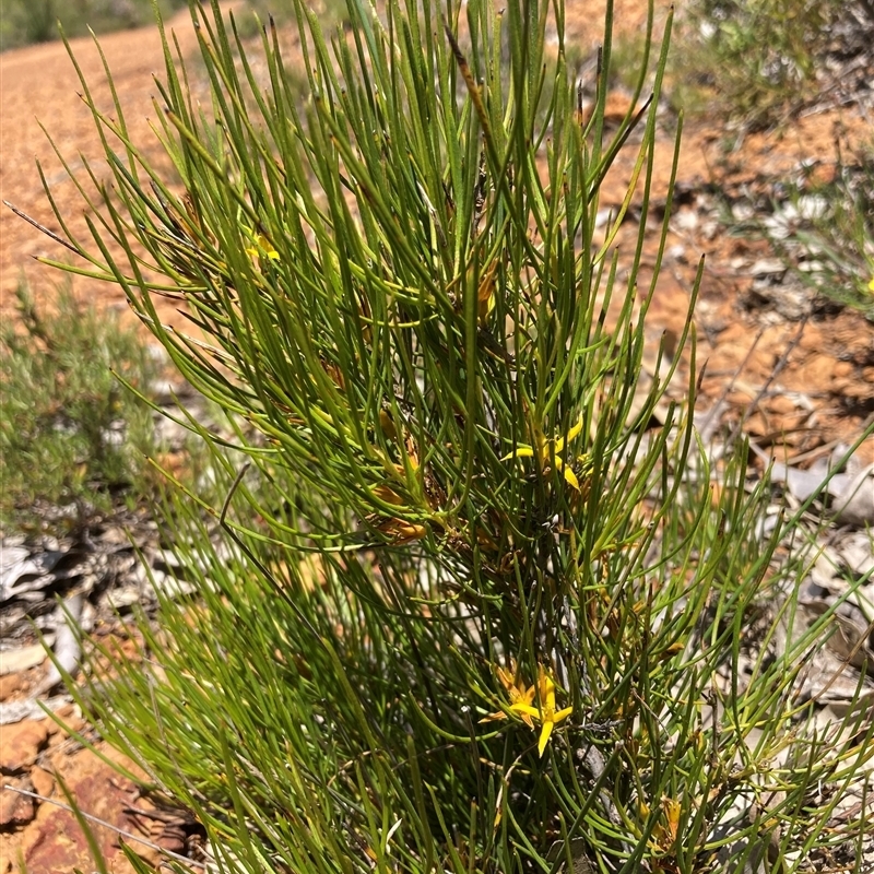 Acidonia microcarpa