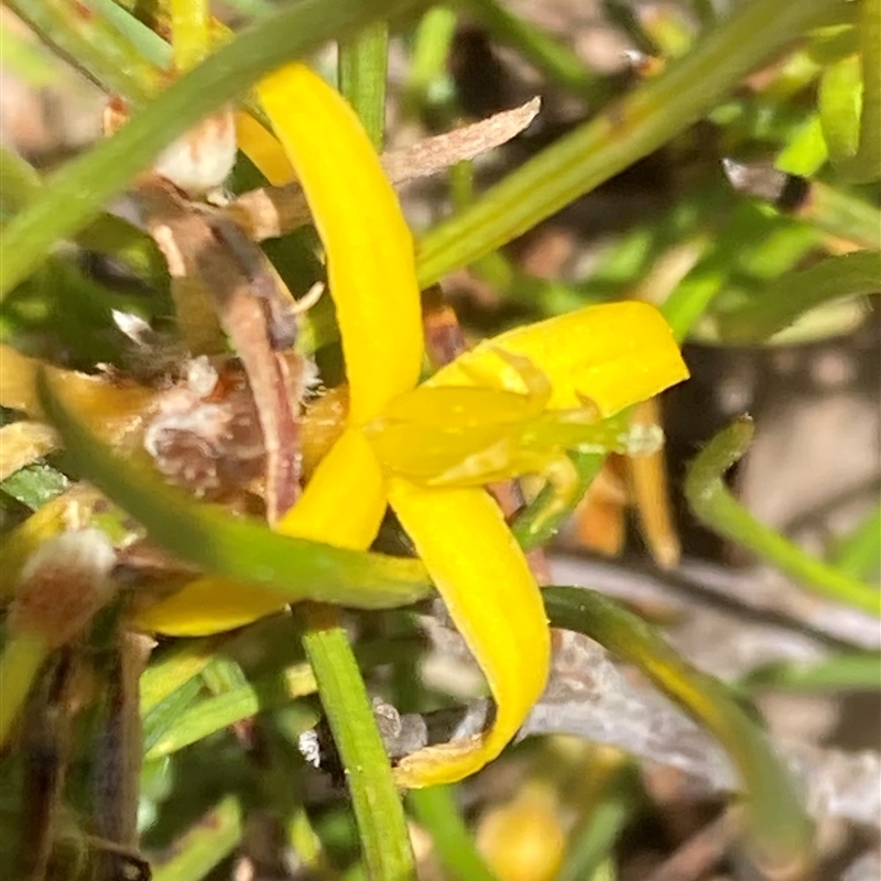 Acidonia microcarpa