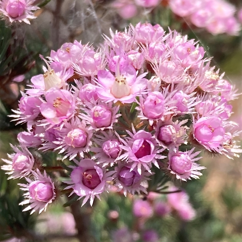 Verticordia plumosa