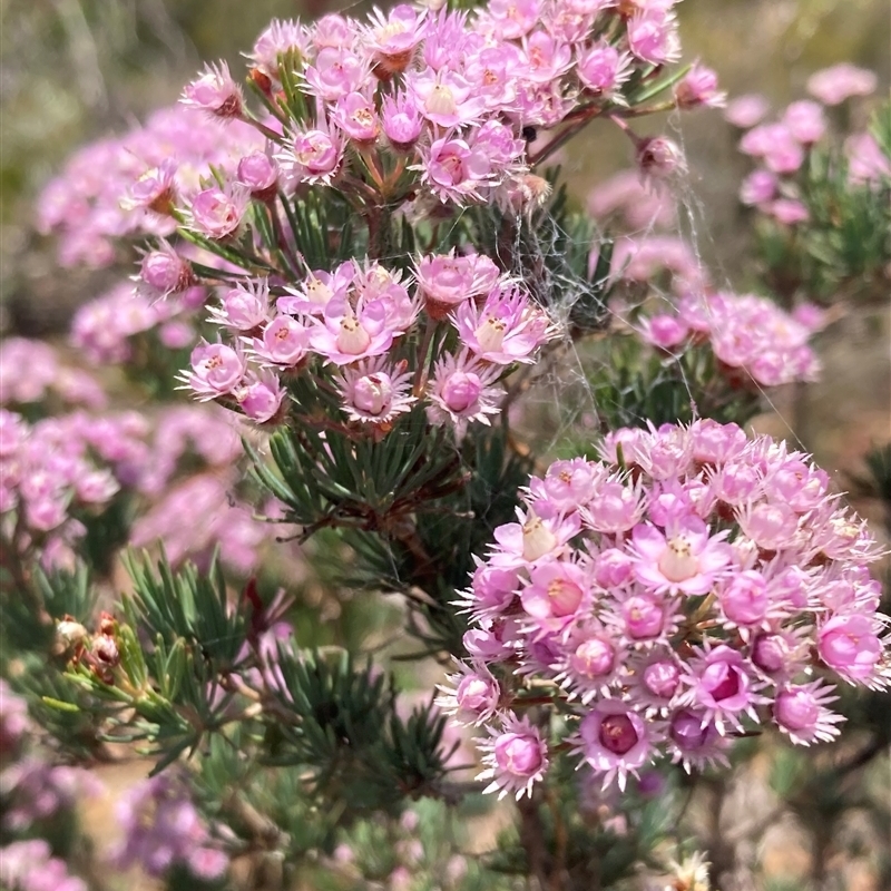 Verticordia plumosa