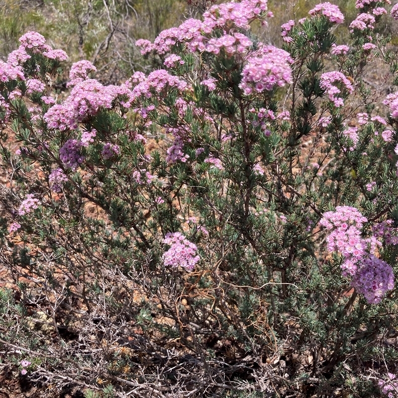 Verticordia plumosa