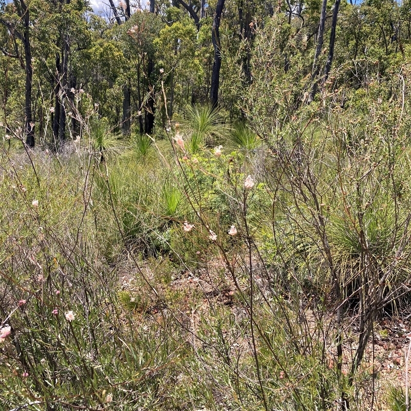 Grevillea endlicheriana