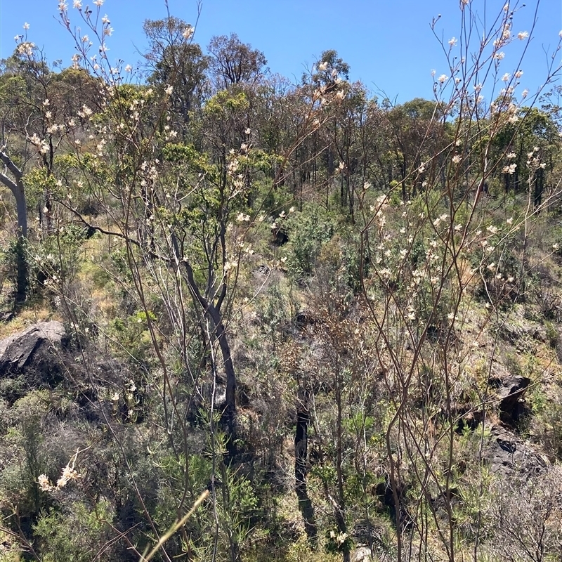 Grevillea endlicheriana