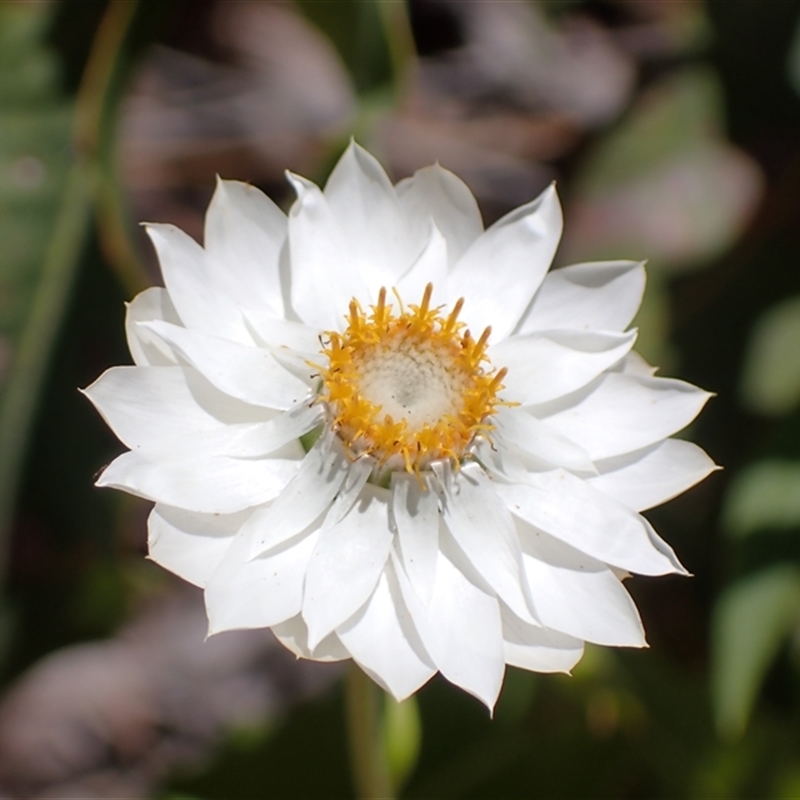 Xerochrysum macranthum