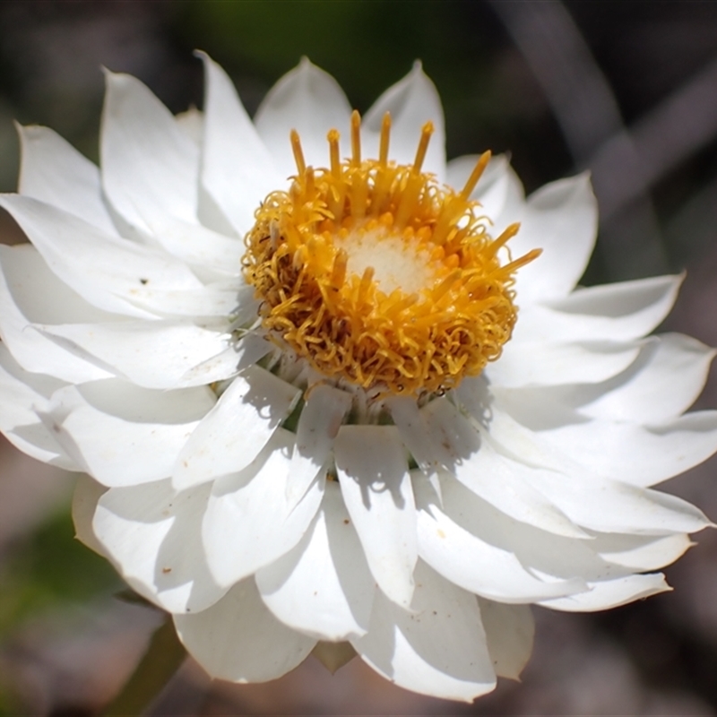 Xerochrysum macranthum