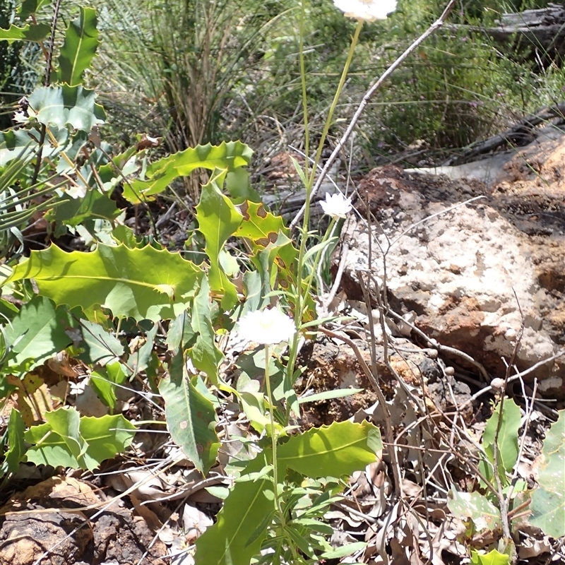 Xerochrysum macranthum