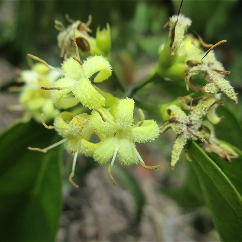 Coelospermum dasylobum