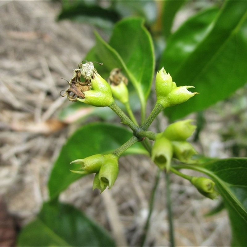 Coelospermum dasylobum