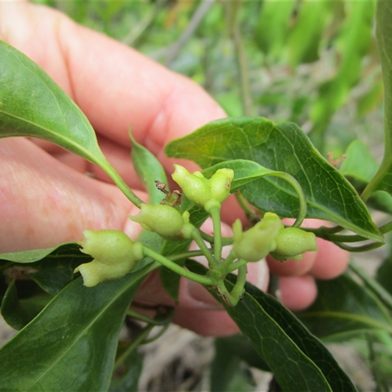 Coelospermum dasylobum