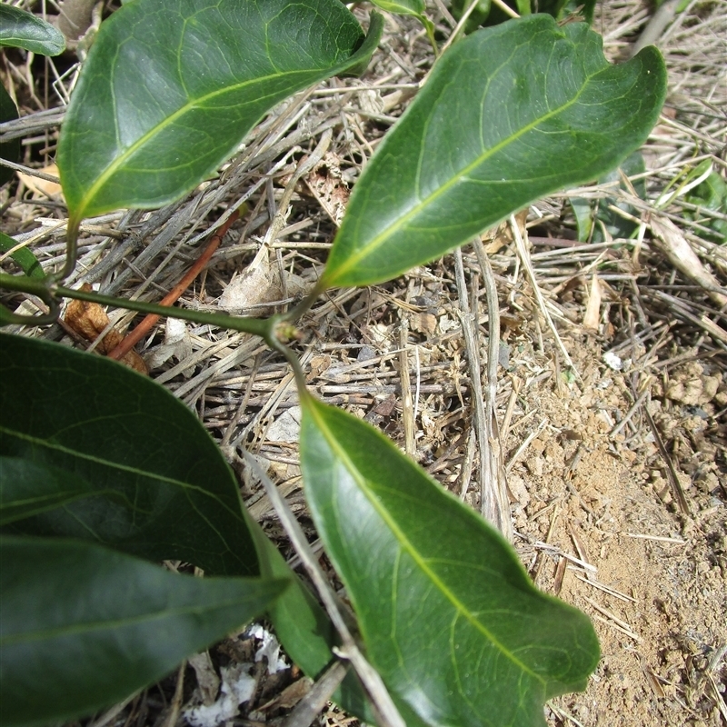 Coelospermum dasylobum