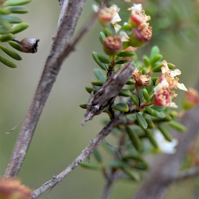 Crocidosema lantana