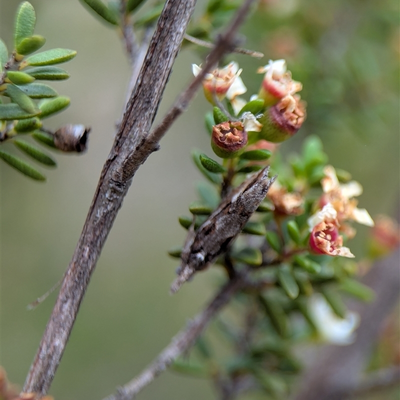 Crocidosema lantana