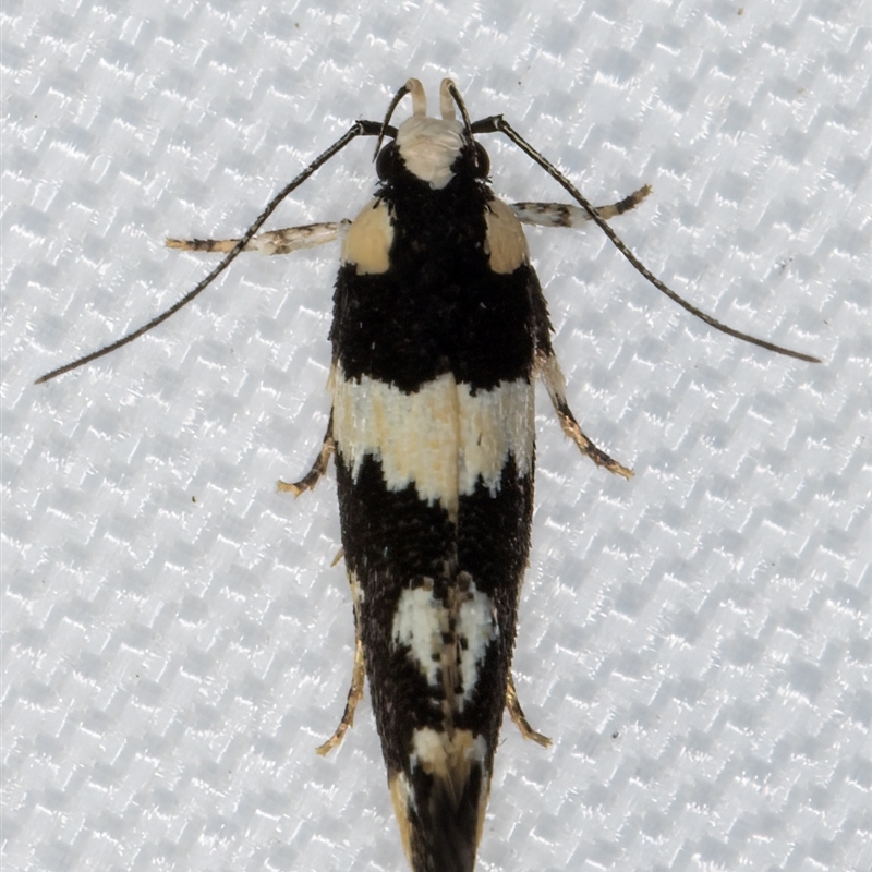 Macrobathra undescribed species No.1