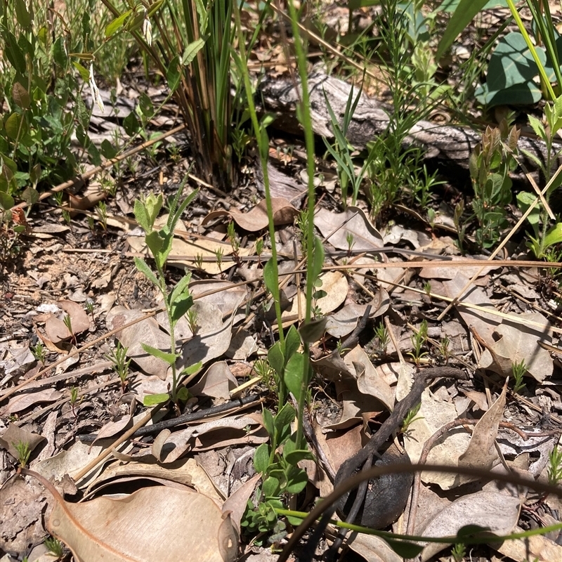 Comesperma calymega