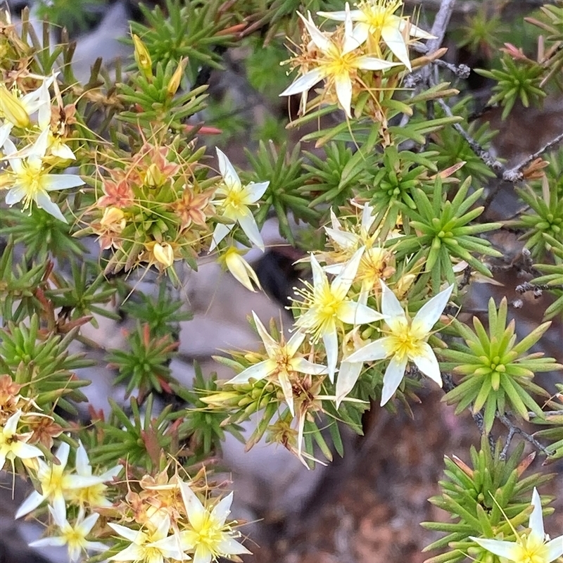 Calytrix depressa