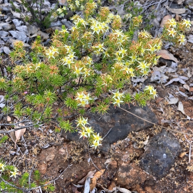 Calytrix depressa