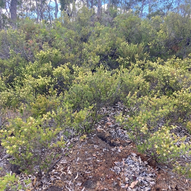 Calytrix depressa