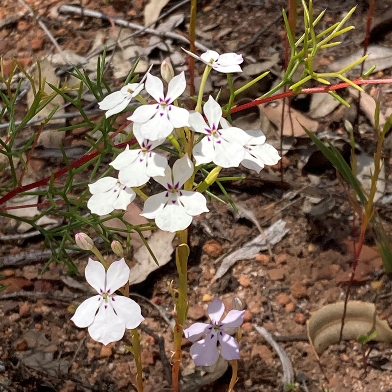 Isotoma hypocrateriformis