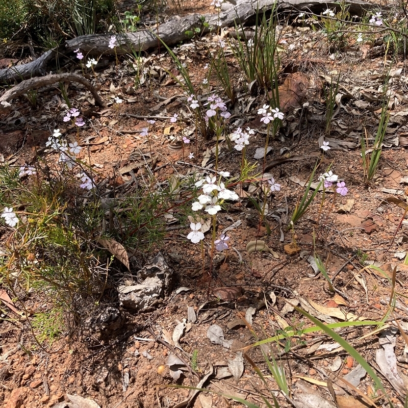 Isotoma hypocrateriformis