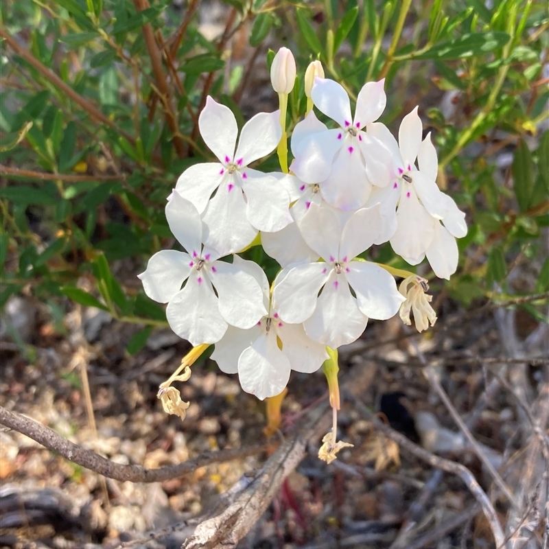 Isotoma hypocrateriformis