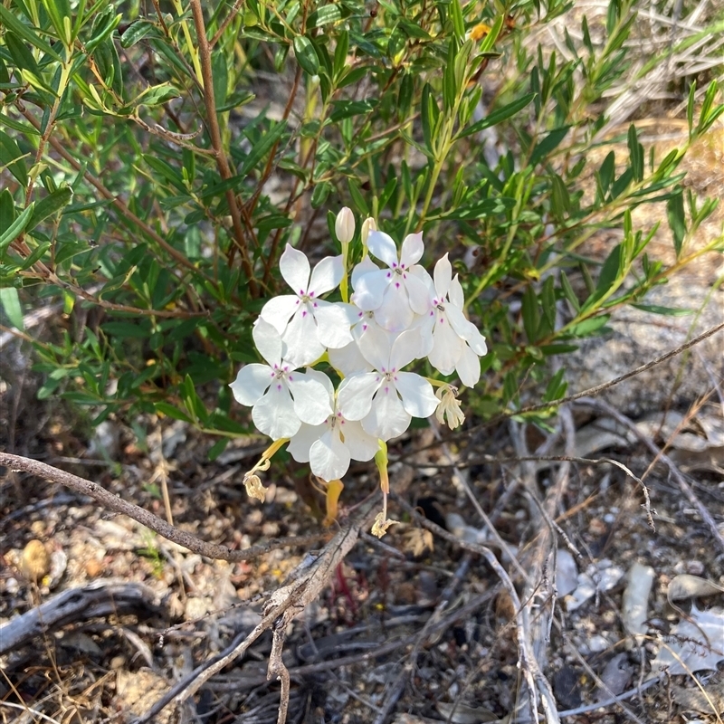 Isotoma hypocrateriformis