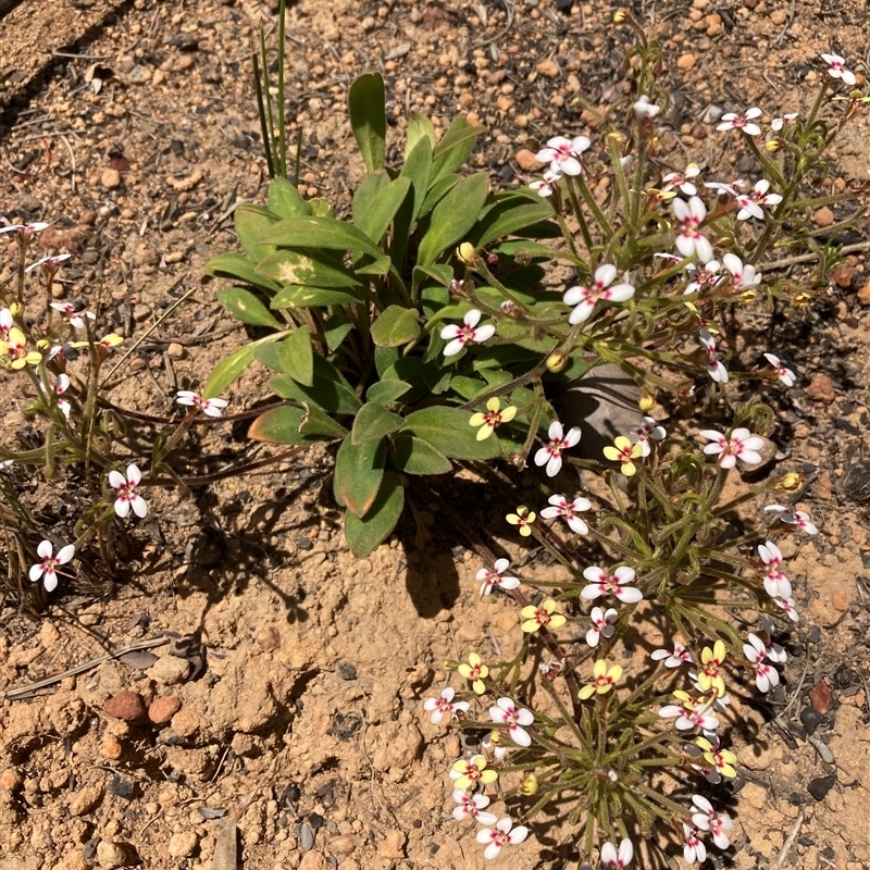 Stylidium pycnostachyum