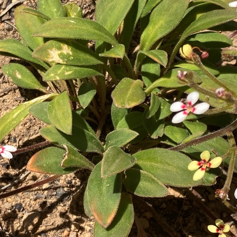 Stylidium pycnostachyum